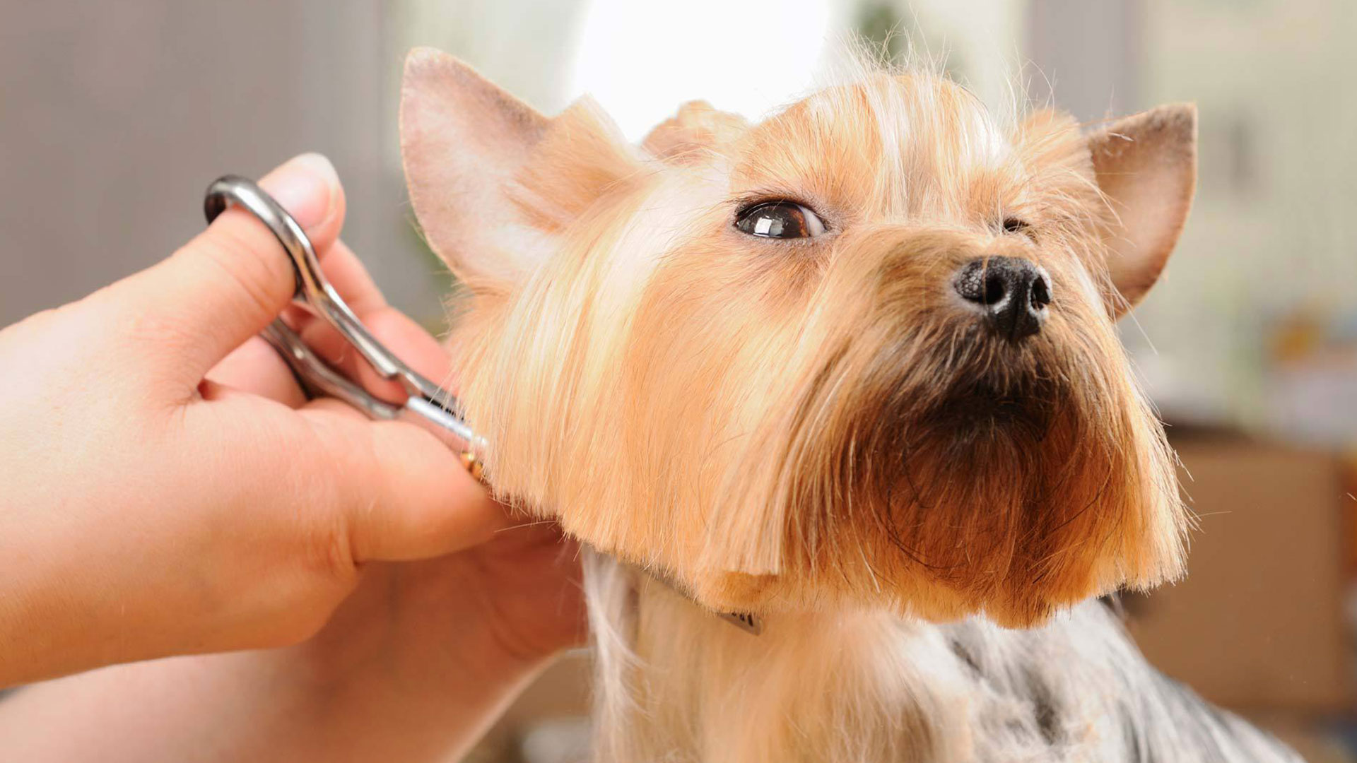 Scruffy To Fluffy Home